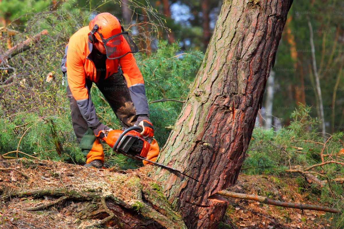 Tree Service